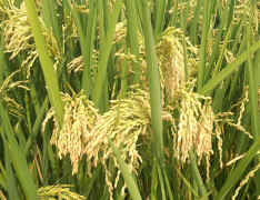 農(nóng)業(yè)氣象站助力生產(chǎn)者進行預測